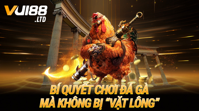 Bí quyết chơi đá gà mà không bị “vặt lông”
