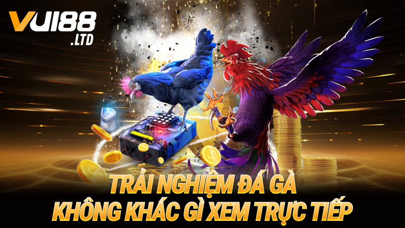 Trải nghiệm đá gà không khác gì xem trực tiếp