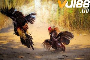 Đá gà trực tiếp